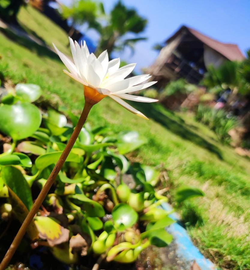 Hotel Lotus Sutra Arambol Zewnętrze zdjęcie